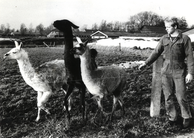 500643 Afbeelding van Henk Grootendorst met zijn lama's bij de boerderij Achterweteringseweg 41 te Maartensdijk.N.B. De ...